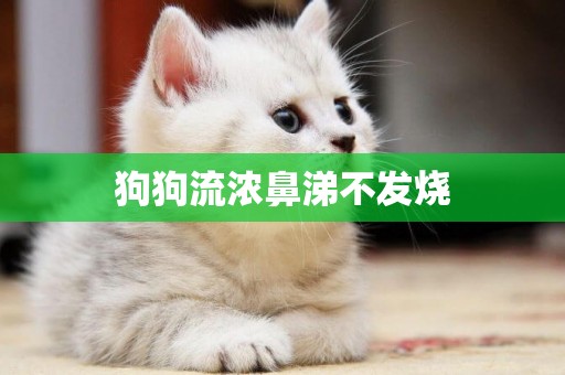 狗狗流濃鼻涕不發燒