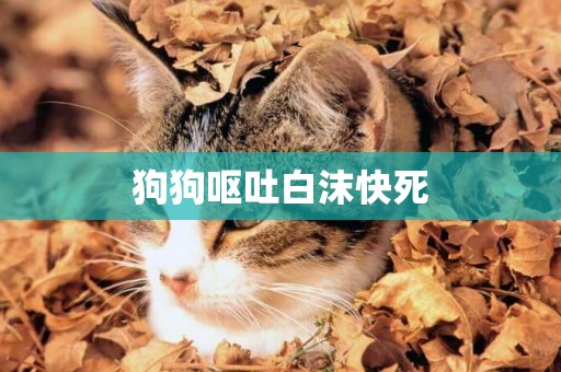狗狗嘔吐白沫快死