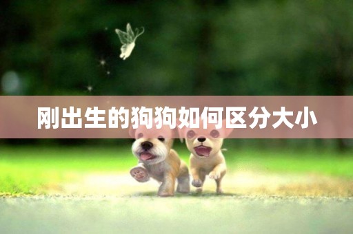 剛出生的狗狗如何區分大小