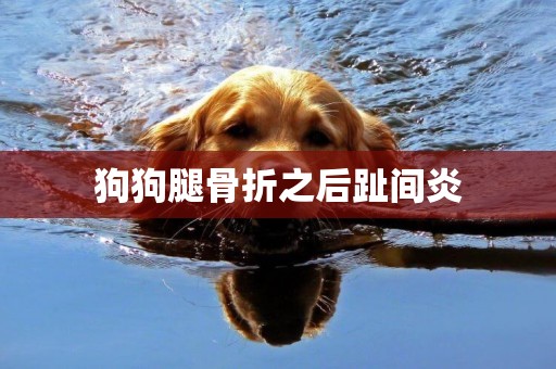 狗狗腿骨折之后趾間炎