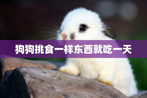 狗狗挑食一樣東西就吃一天