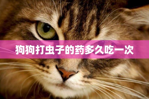 狗狗打蟲子的藥多久吃一次