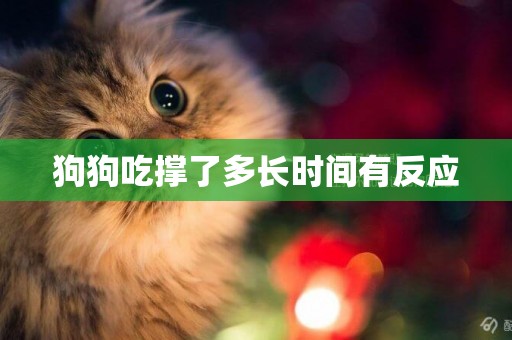 狗狗吃撐了多長時間有反應
