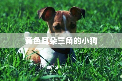 黃色耳朵三角的小狗