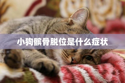 小狗髕骨脫位是什么癥狀