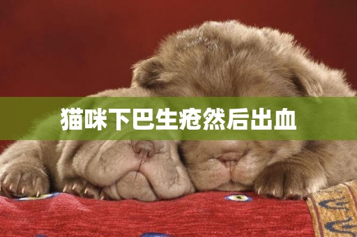 貓咪下巴生瘡然后出血