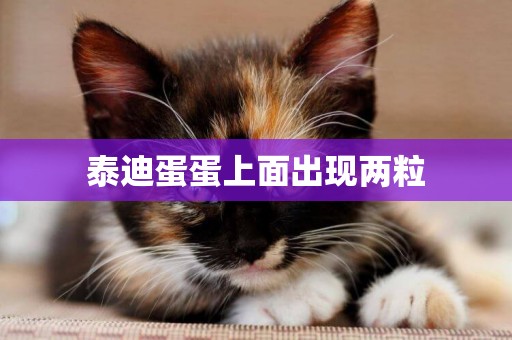 泰迪蛋蛋上面出現兩粒