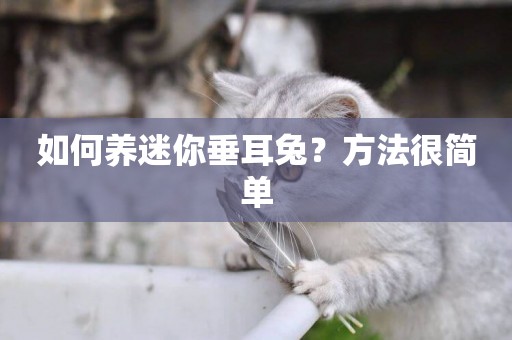 如何養迷你垂耳兔？方法很簡單