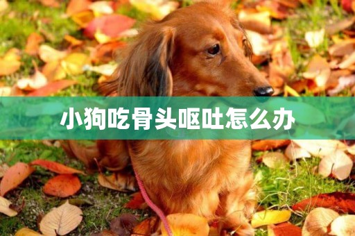 小狗吃骨頭嘔吐怎么辦