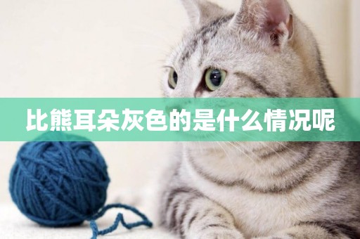 比熊耳朵灰色的是什么情況呢