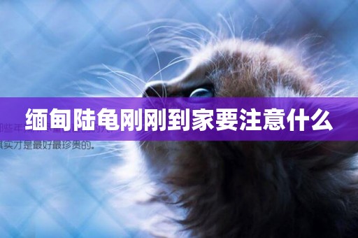 緬甸陸龜剛剛到家要注意什么