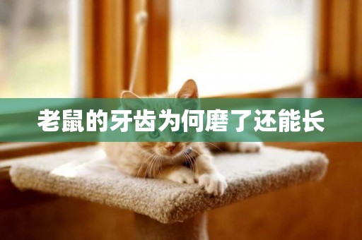 老鼠的牙齒為何磨了還能長