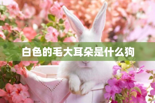 白色的毛大耳朵是什么狗