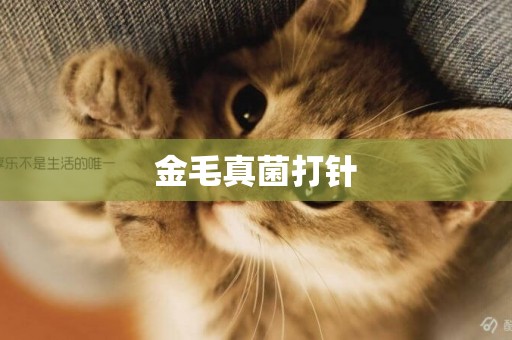 金毛真菌打針
