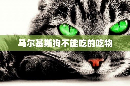 馬爾基斯狗不能吃的吃物