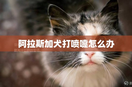 阿拉斯加犬打噴嚏怎么辦