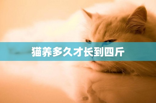 貓養多久才長到四斤