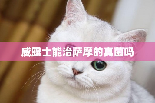威露士能治薩摩的真菌嗎