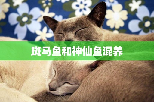 斑馬魚和神仙魚混養