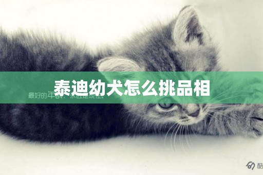 泰迪幼犬怎么挑品相