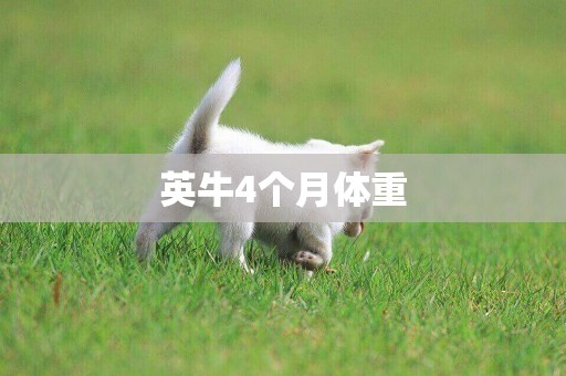 英牛4個月體重