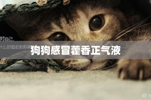 狗狗感冒藿香正氣液