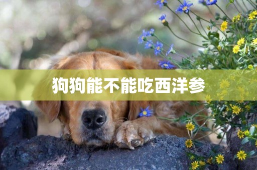狗狗能不能吃西洋參