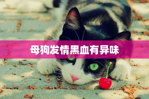母狗發情黑血有異味