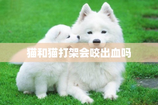 貓和貓打架會咬出血嗎
