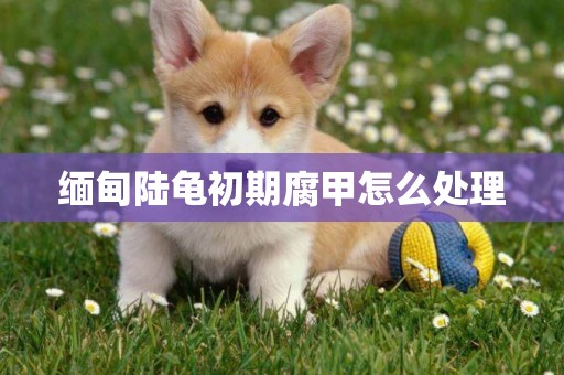 緬甸陸龜初期腐甲怎么處理