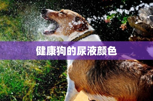 健康狗的尿液顏色