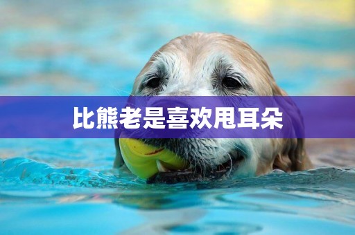 比熊老是喜歡甩耳朵