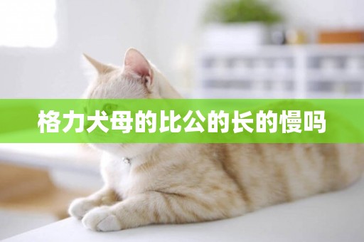 格力犬母的比公的長的慢嗎