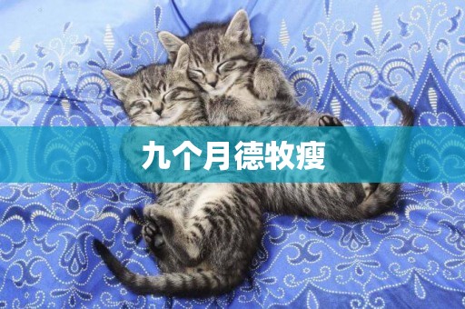 九個月德牧瘦