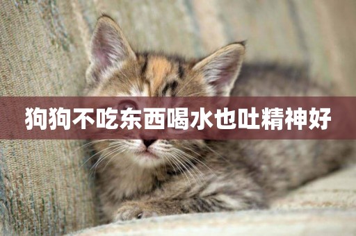 狗狗不吃東西喝水也吐精神好