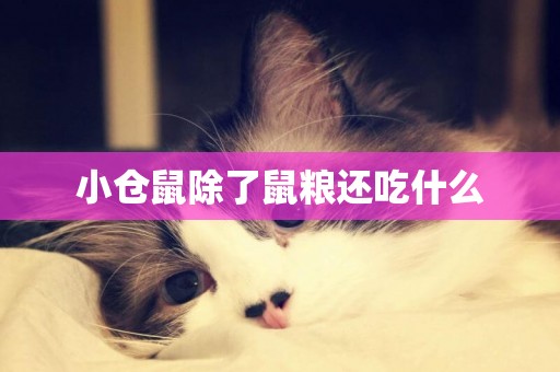 小倉鼠除了鼠糧還吃什么