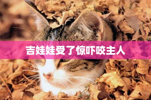 吉娃娃受了驚嚇咬主人