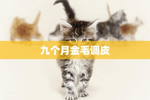 九個月金毛調皮