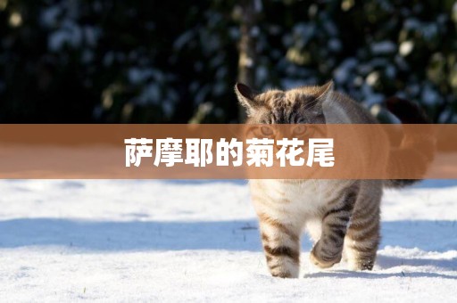 薩摩耶的菊花尾