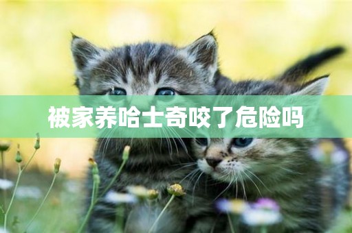 被家養哈士奇咬了危險嗎