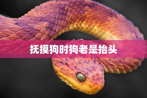 撫摸狗時狗老是抬頭