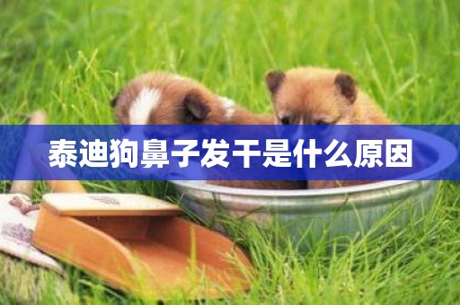 泰迪狗鼻子發干是什么原因