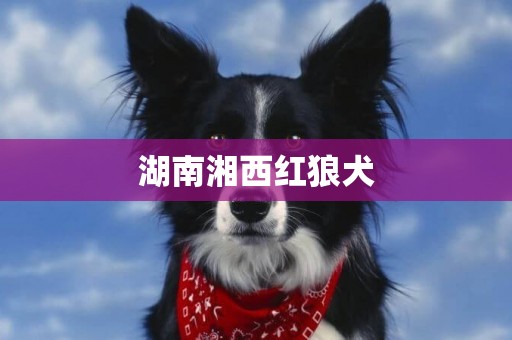 湖南湘西紅狼犬