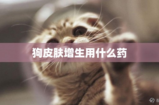 狗皮膚增生用什么藥