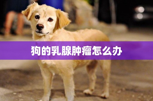 狗的乳腺腫瘤怎么辦