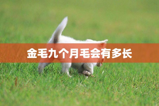 金毛九個月毛會有多長