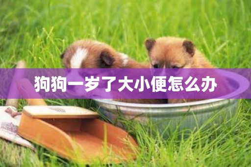 狗狗一歲了大小便怎么辦