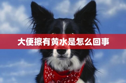 大便擦有黃水是怎么回事