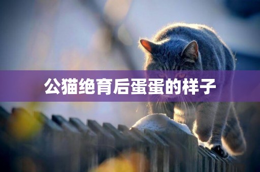 公貓絕育后蛋蛋的樣子