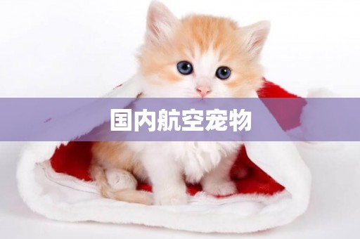 國內航空寵物